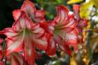 Cuba, Havana. Hotel Nacional de Cuba. Oriental lily. Art Print